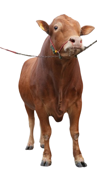 Tayyib%20Ranch