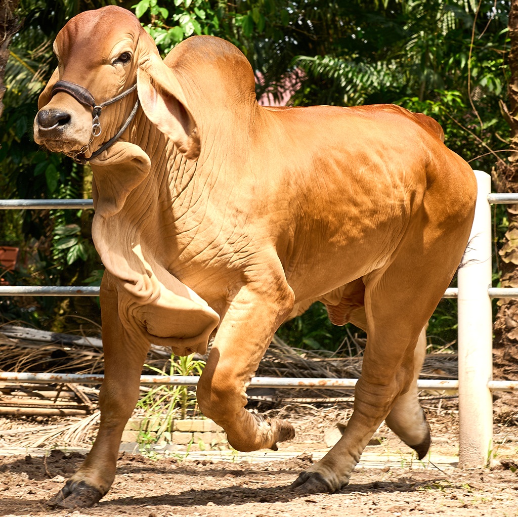 Tayyib%20Ranch